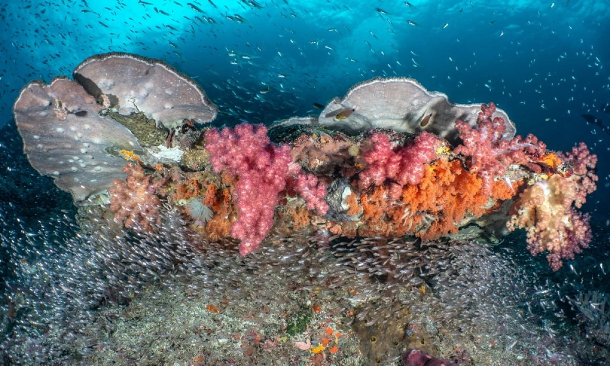 Terumbu karang di Raja Ampat, Indonesia © George Stoyle