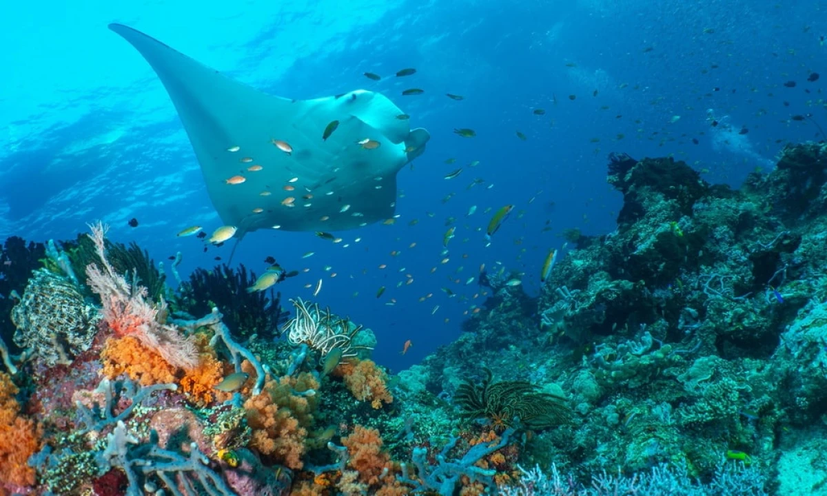 Seekor pari manta berlayar di atas terumbu karang di Raja Ampat, Indonesia © George Stoyle