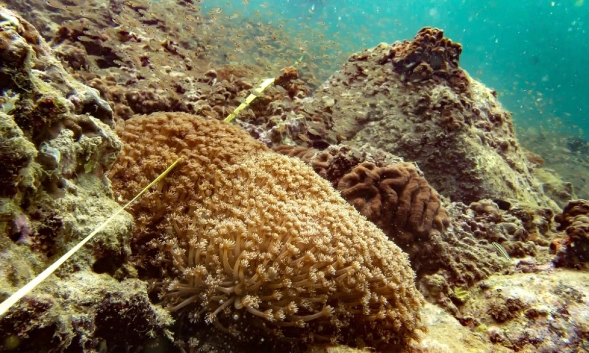 An NYUAD researcher conducts a benthic photo quadrat survey and a habitat complexity assessment in Khor Fakkan on the east coast of the UAE © Rebekka Pentti